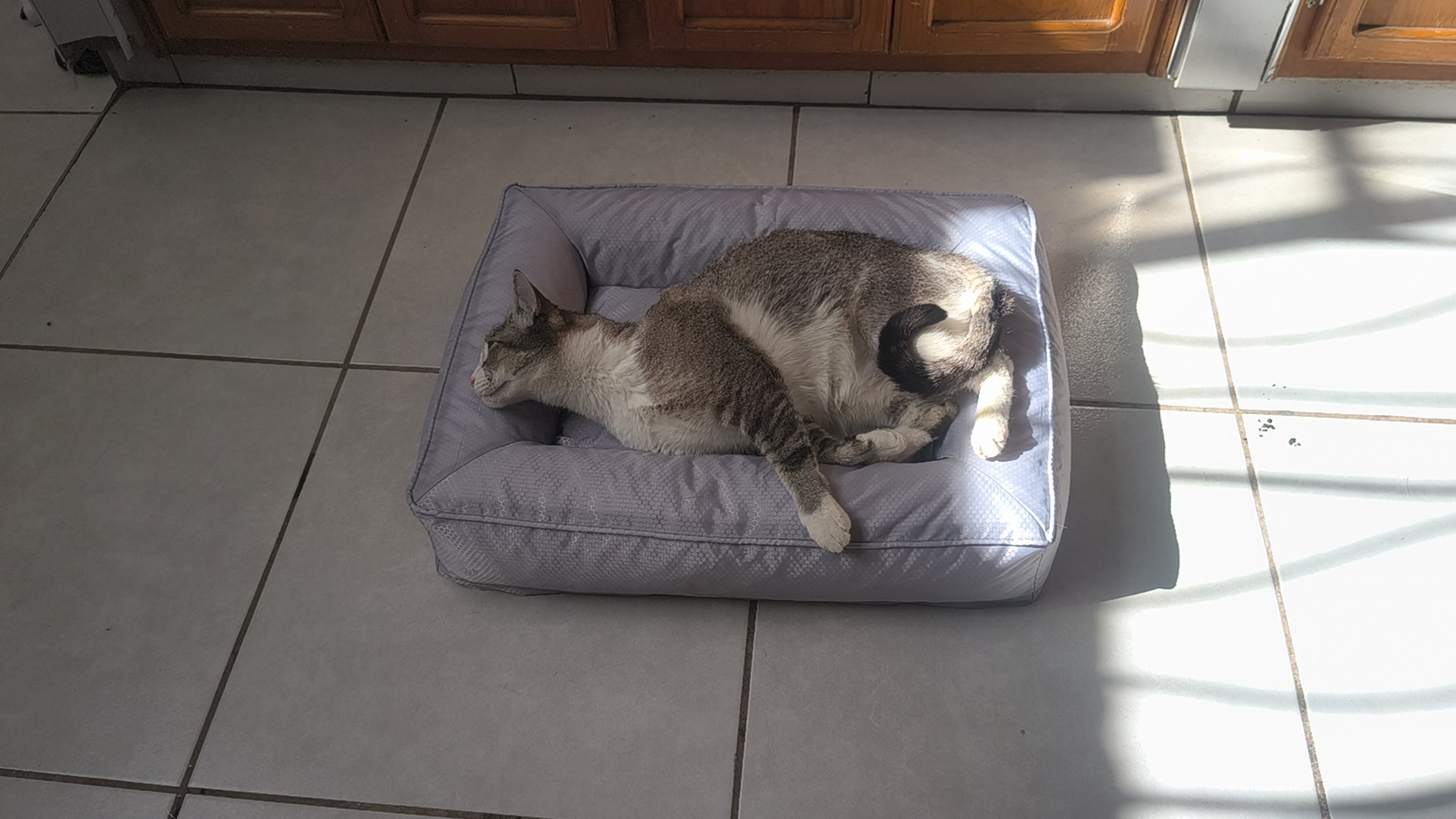 Cama Ortopédica Nuvola Cloud™ - Confort Eco-Luxury